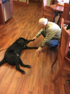 Dog Visit
